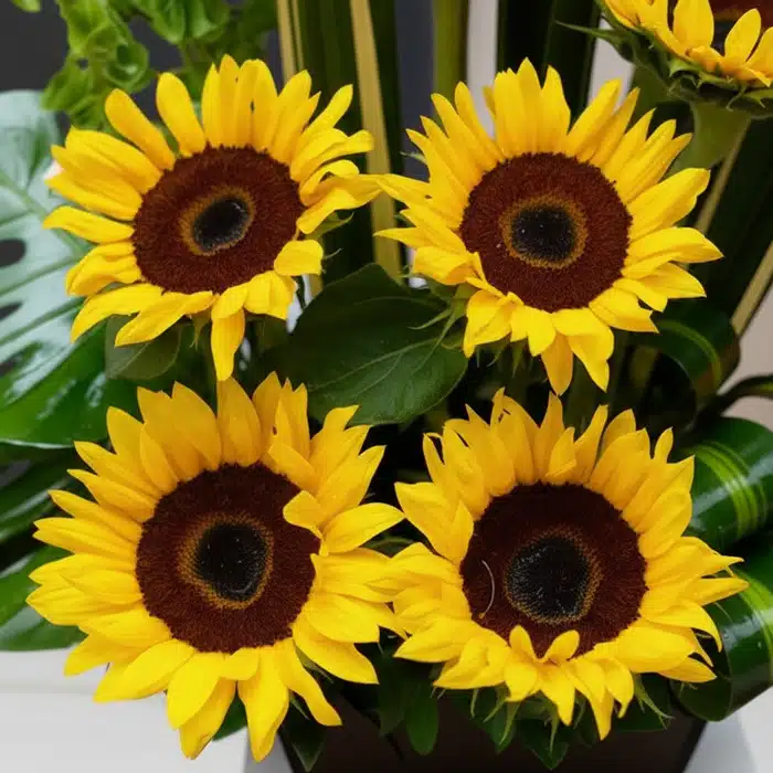 arreglo floral girasoles bengala macro uns16gk6