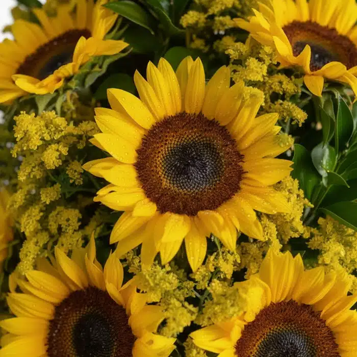 arreglo girasoles halo macro gotas rocio jsbi7