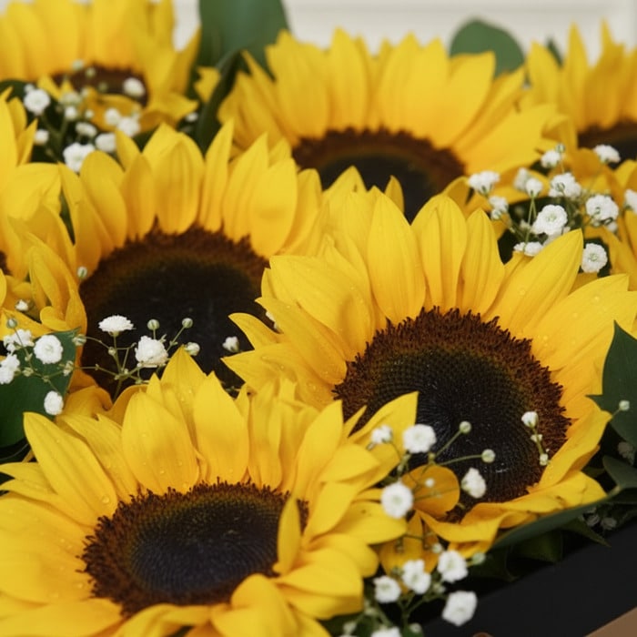 arreglo girasoles soleil macro frescura q0rj