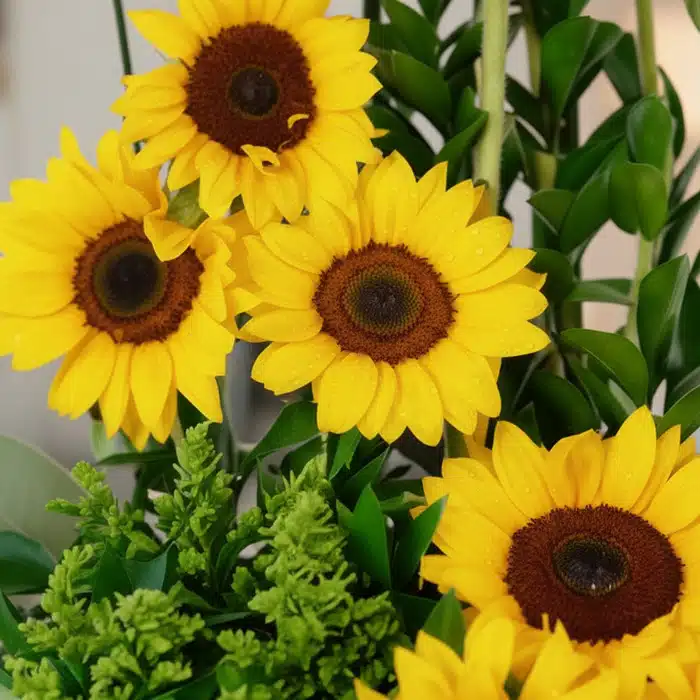 arreglo girasoles verano macro rocio npi8ljud