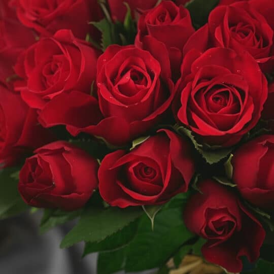 Primer plano extremo de un arreglo de rosas rojas vibrantes con gotas de rocío, mostrando textura hiperrealista y frescura.