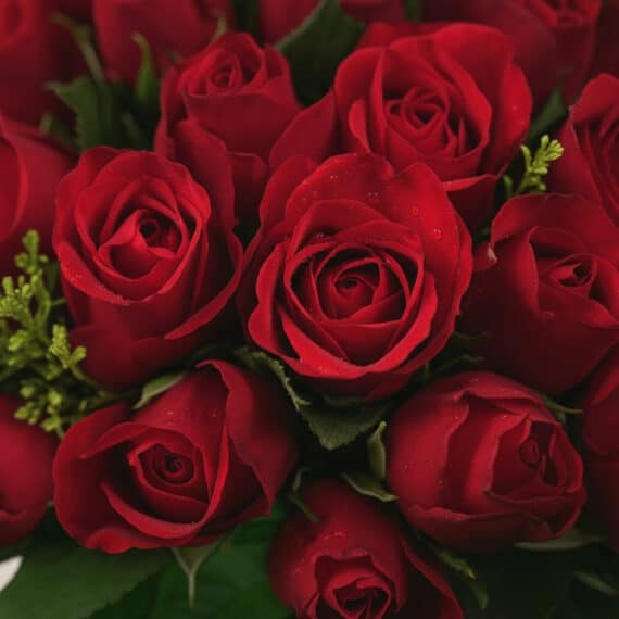 Primer plano extremo de un exuberante bouquet de rosas rojas premium, con gotas de rocío sutiles y textura híper-realista, re