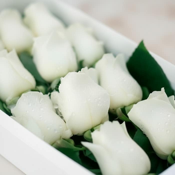 caja 12 rosas blancas frescas tqzpylo