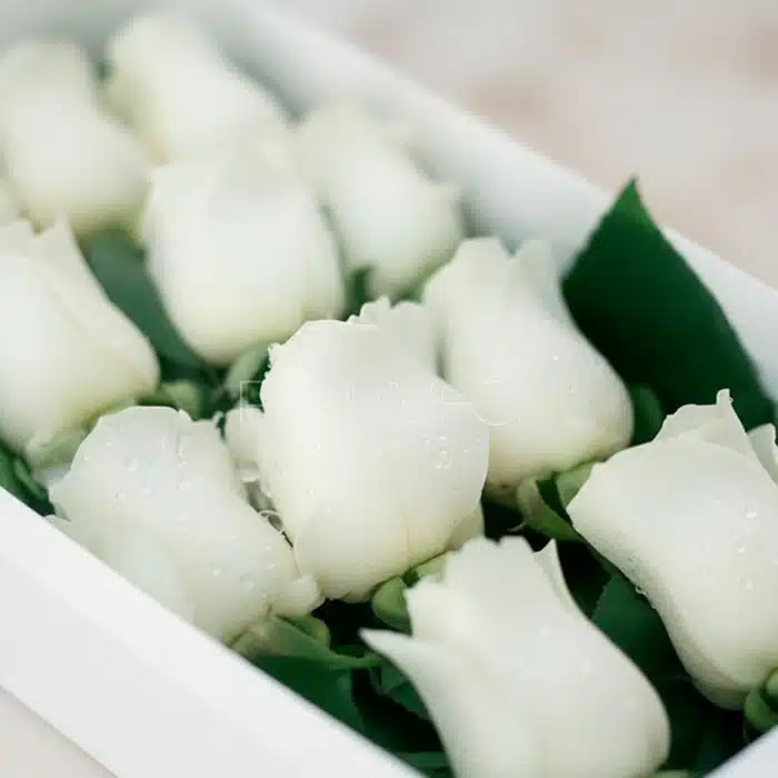 caja 12 rosas blancas frescas tqzpylo