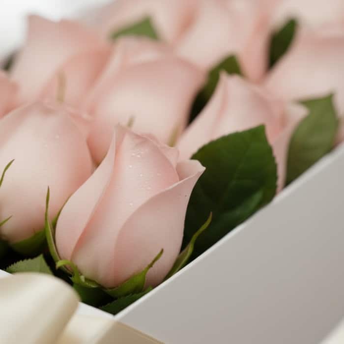 caja 12 rosas rosadas frescas zaybv