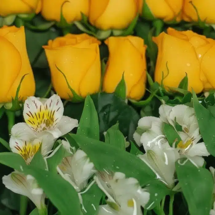 caja 18 rosas amarillas frescas nnzvat