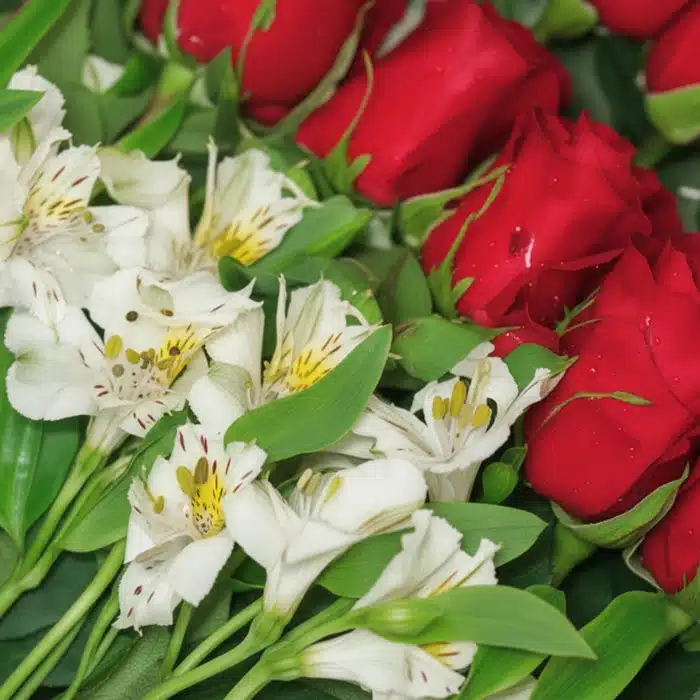 caja 18 rosas rojas macro