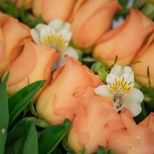 Primer plano extremo de rosas salmón con gotas de rocío y flores blancas, resaltando la textura y frescura del arreglo floral