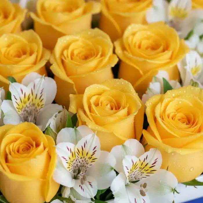 caja 24 rosas amarillas frescas uwkd