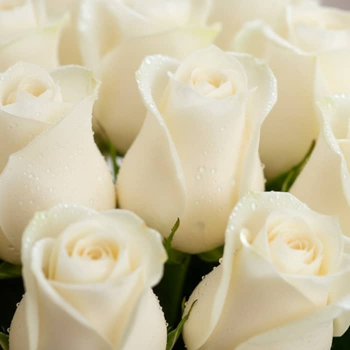 caja 24 rosas blancas frescas rocio rncm9