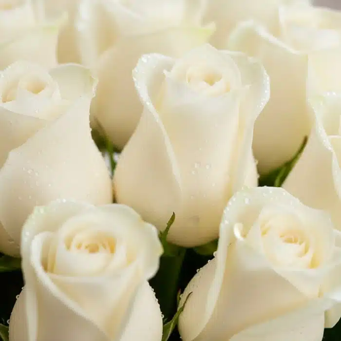 caja 24 rosas blancas frescas rocio rncm9