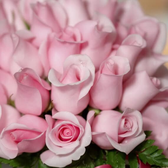 Primer plano extremo de 72 rosas rosadas frescas en la Caja Floral NADIA, con gotas de rocío sutiles y textura hiperrealista,