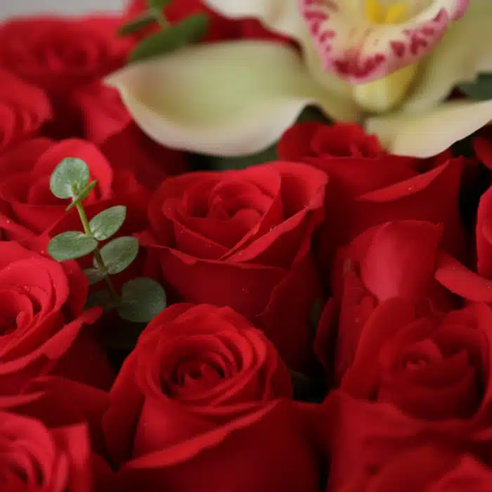 caja rosas luxury primer plano awil