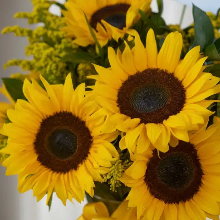 jarron 12 girasoles frescos macro 7dweat