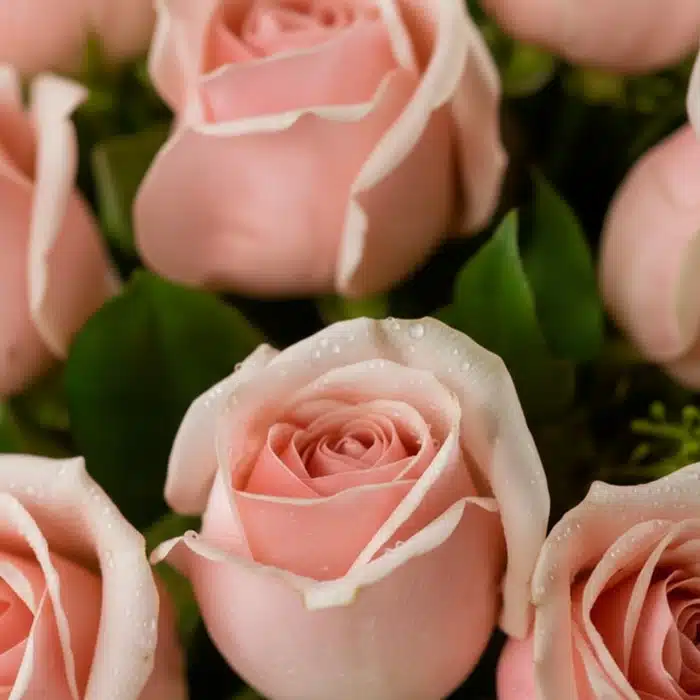 jarron decidete rosas rosadas rocio b5rzjvm