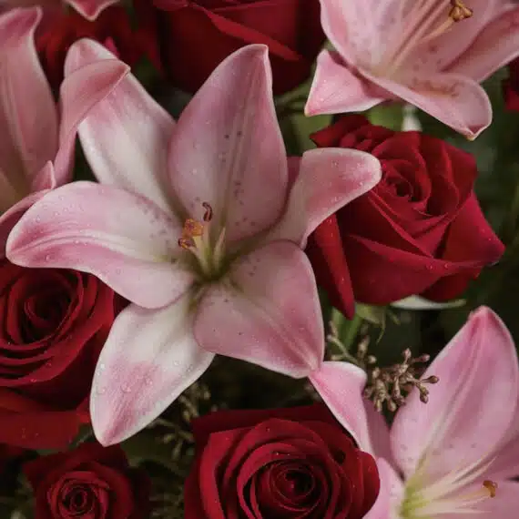 Primer plano extremo de un ramo de 24 rosas rojas y lirios rosados con gotas de rocío, textura hiperrealista y colores vibran