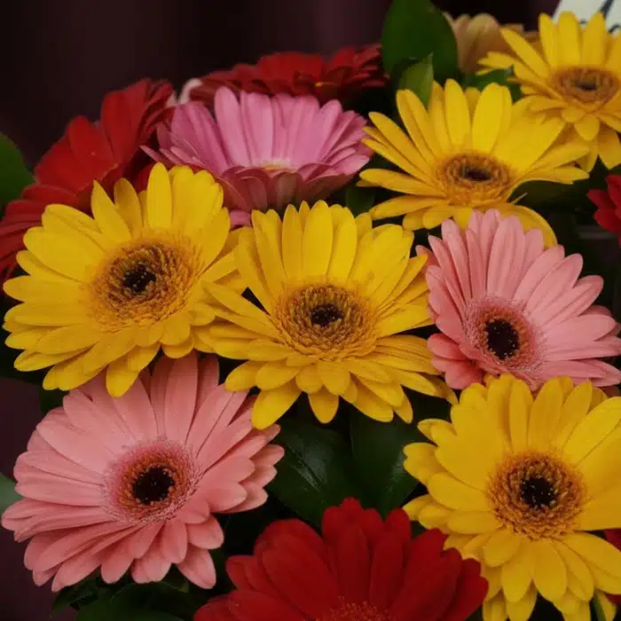jarron gerberas multicolor frescas vibrantes