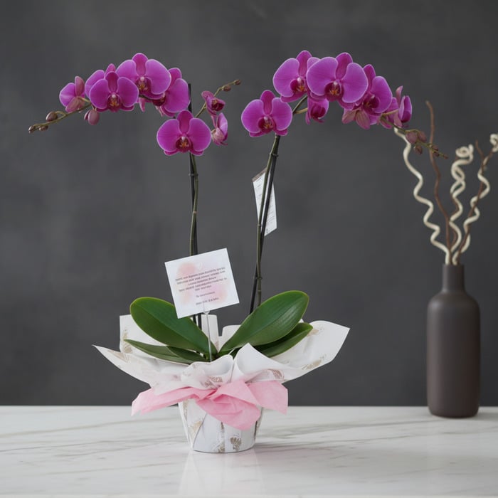Premium Two Stem Orchid - Deluxe
