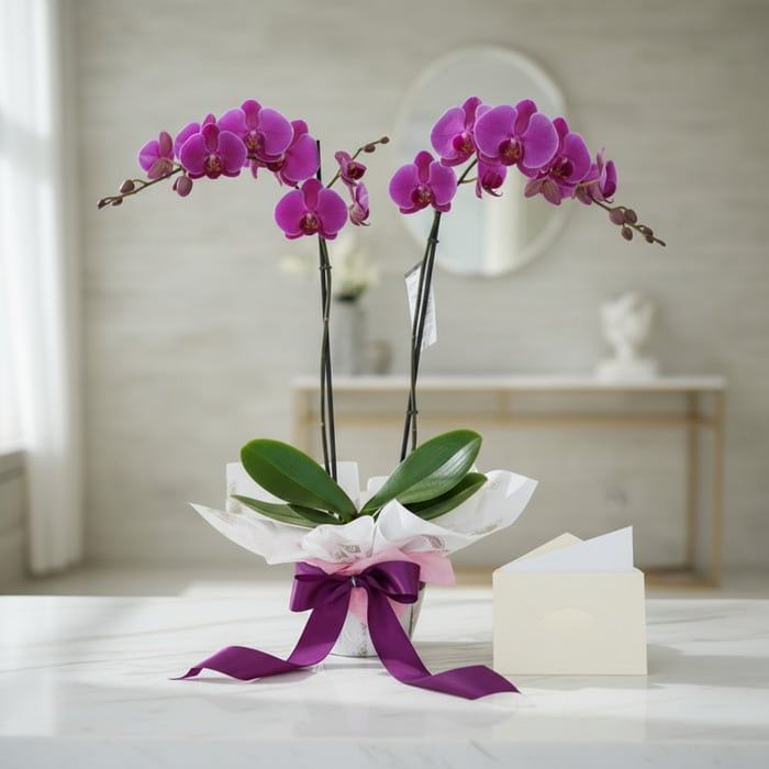 orquidea premium dos tallos regalo